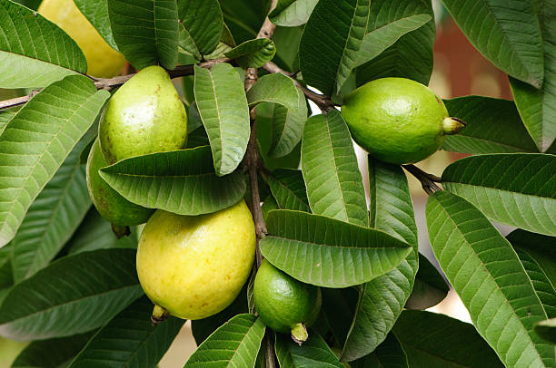 Kandungan Aktif dalam Daun Jambu Biji